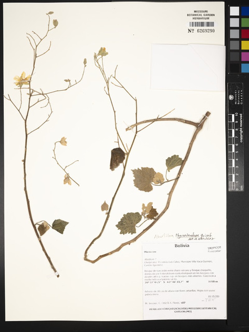 Abutilon thyrsodendron photo 4
