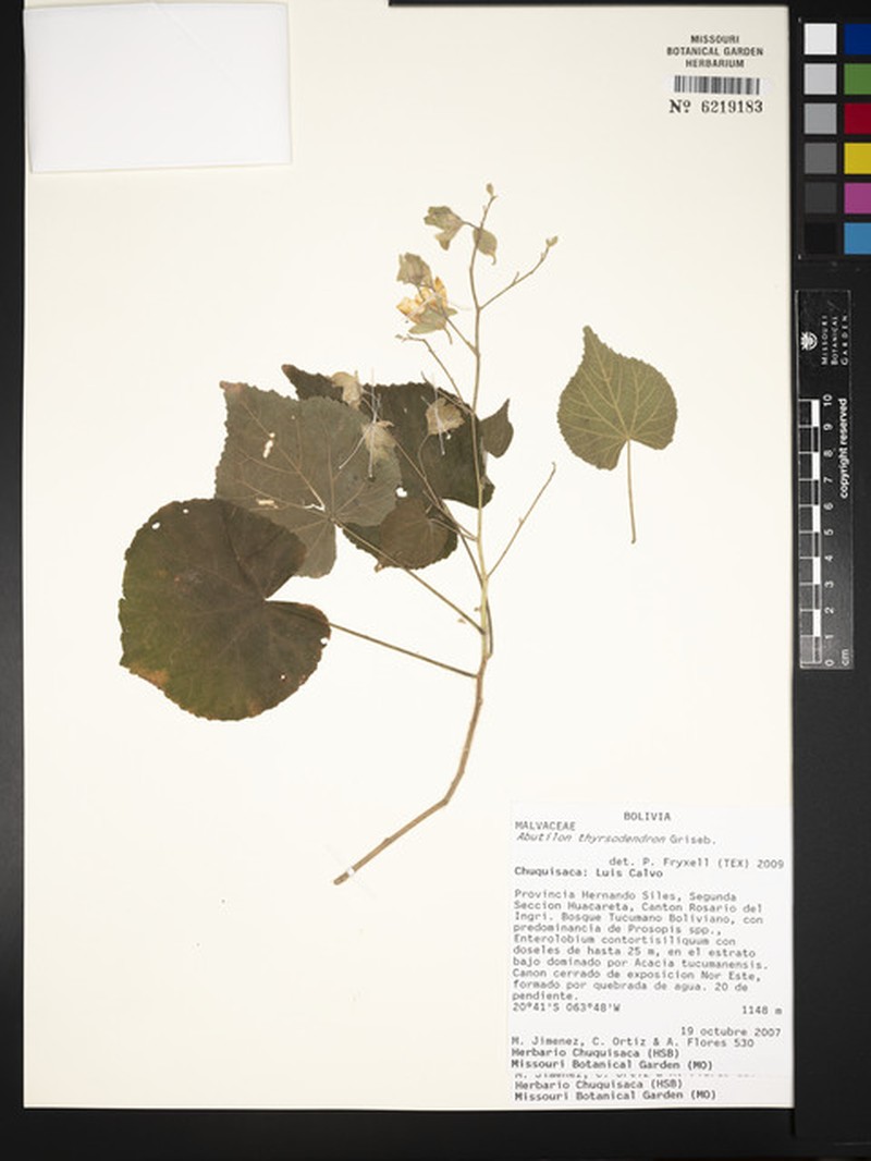 Abutilon thyrsodendron photo 5