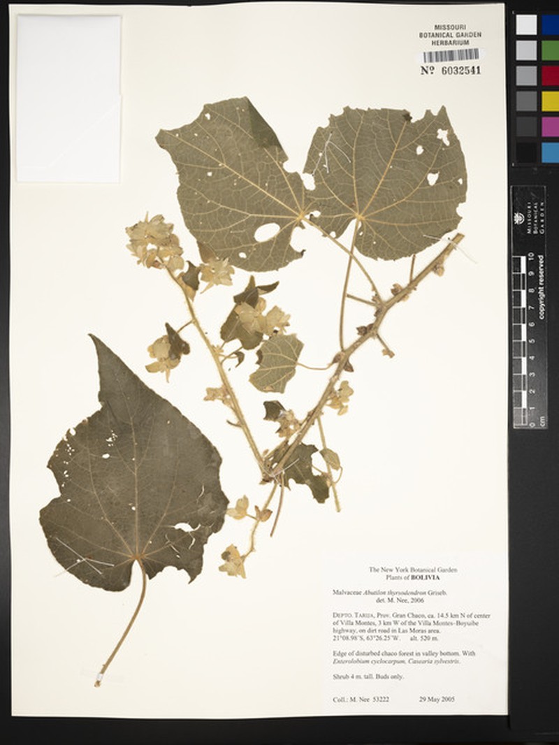 Abutilon thyrsodendron photo 6