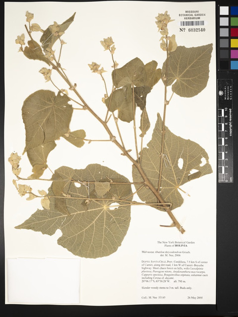 Abutilon thyrsodendron photo 7