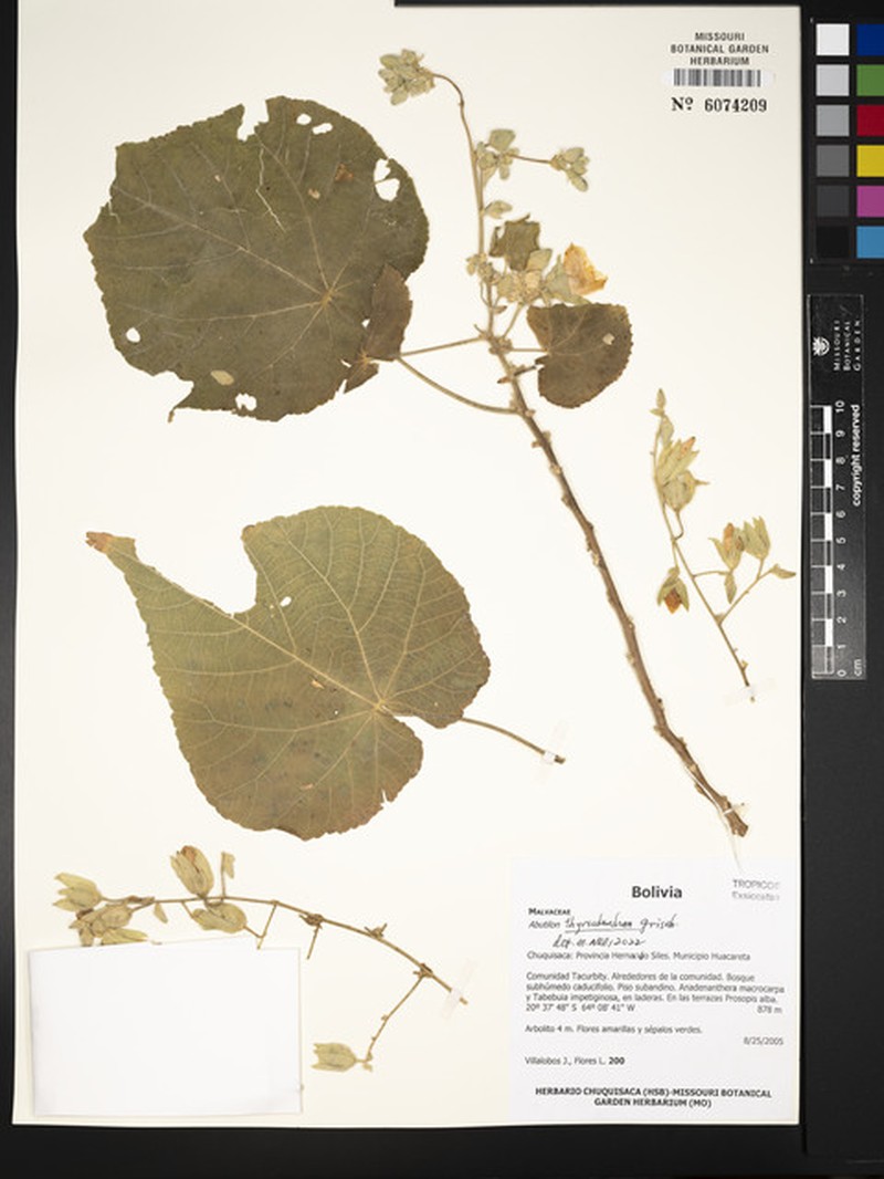 Abutilon thyrsodendron photo 8