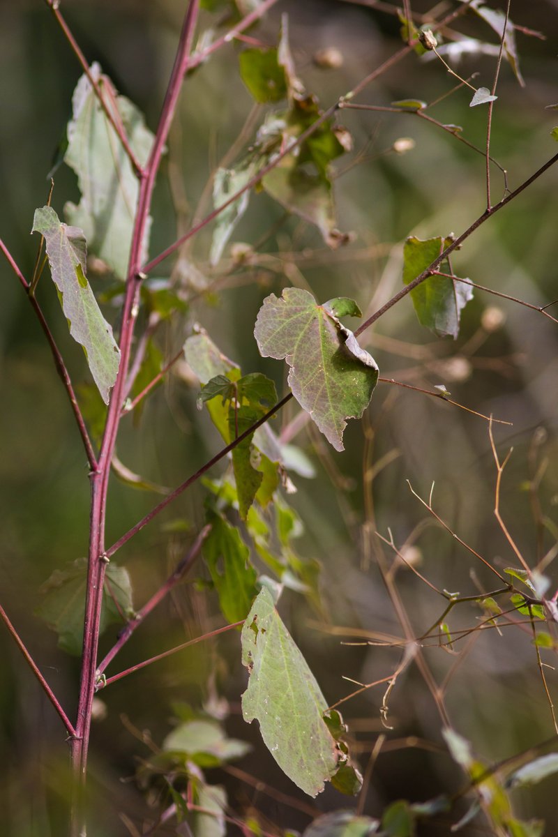 Anglestem Indian Mallow