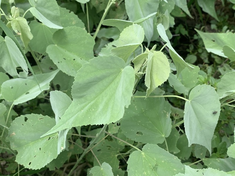 Anglestem Indian Mallow
