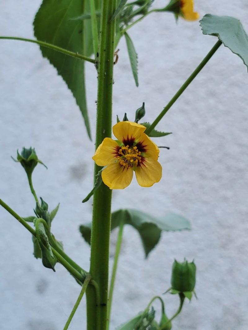 Anglestem Indian Mallow photo 4