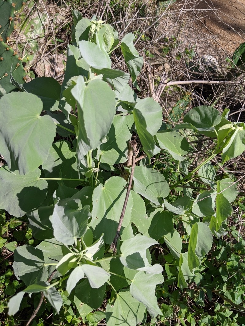 Anglestem Indian Mallow photo 7