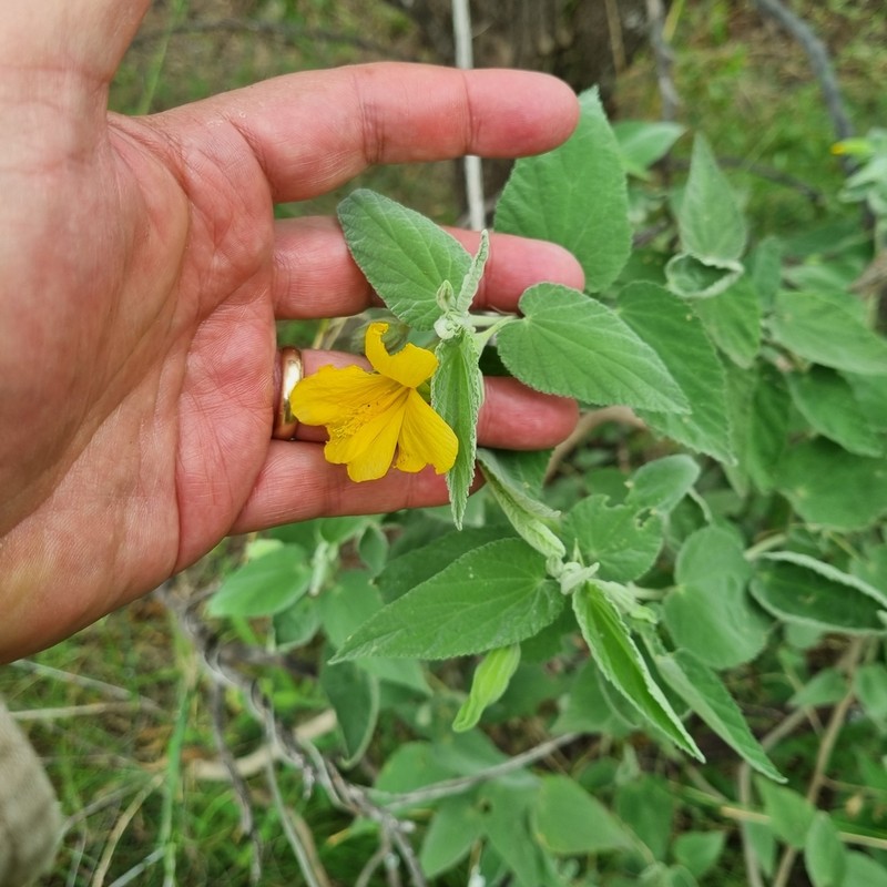 Abutilon tubulosum