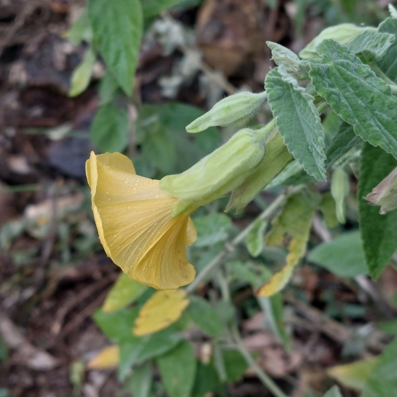 Abutilon tubulosum photo 2