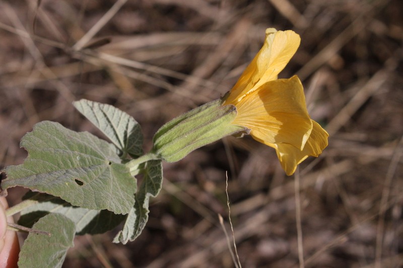 Abutilon tubulosum photo 3