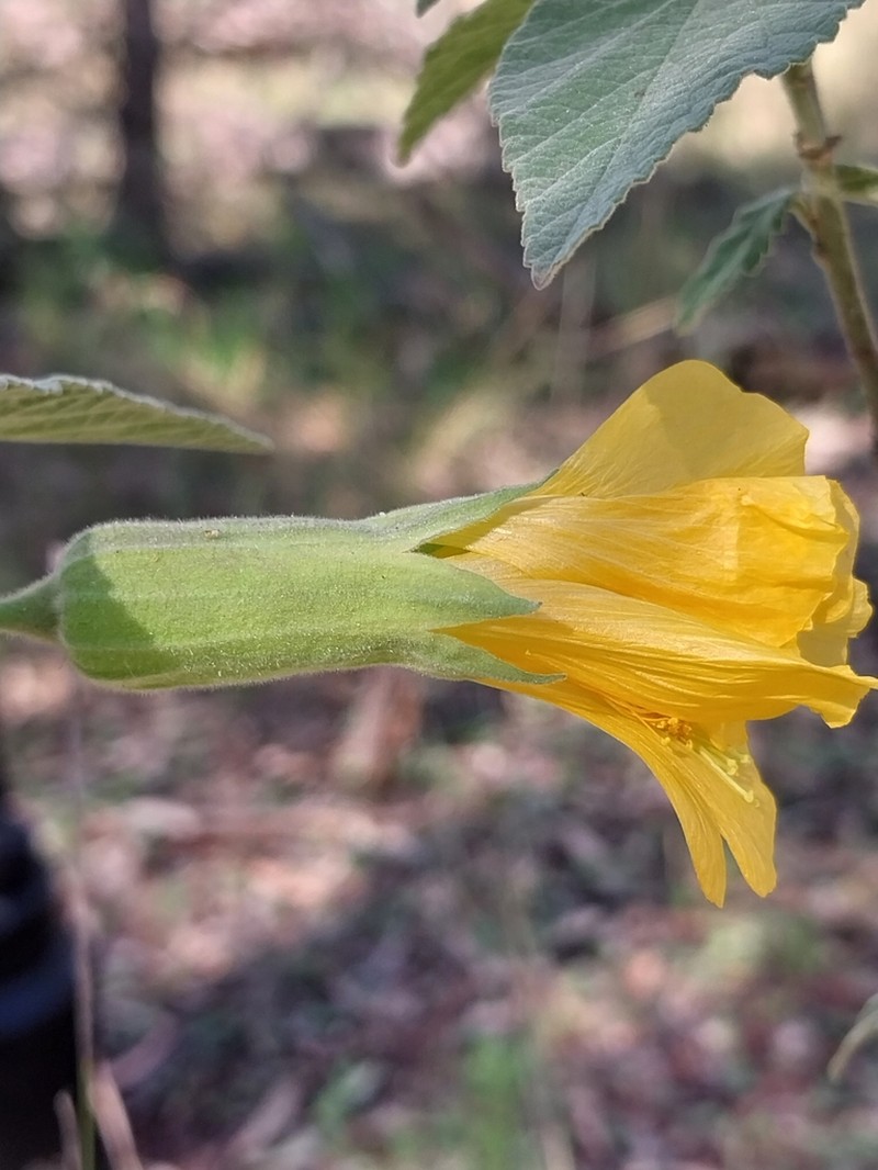Abutilon tubulosum photo 4