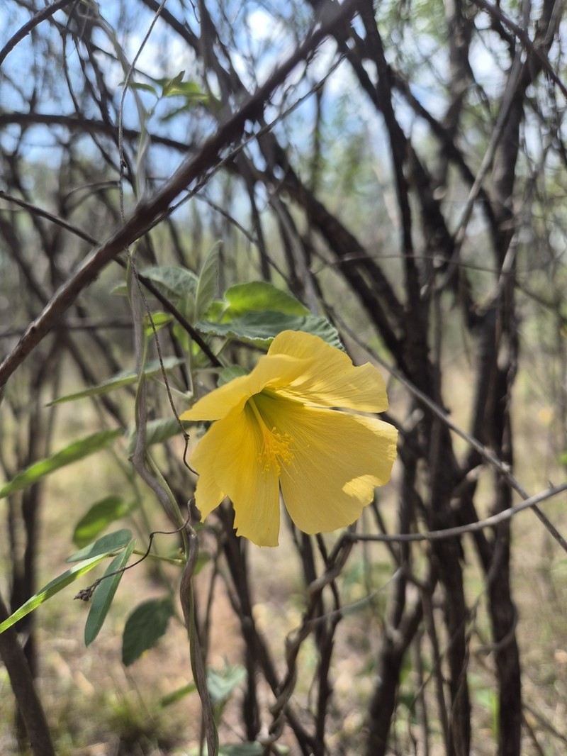 Abutilon tubulosum photo 5