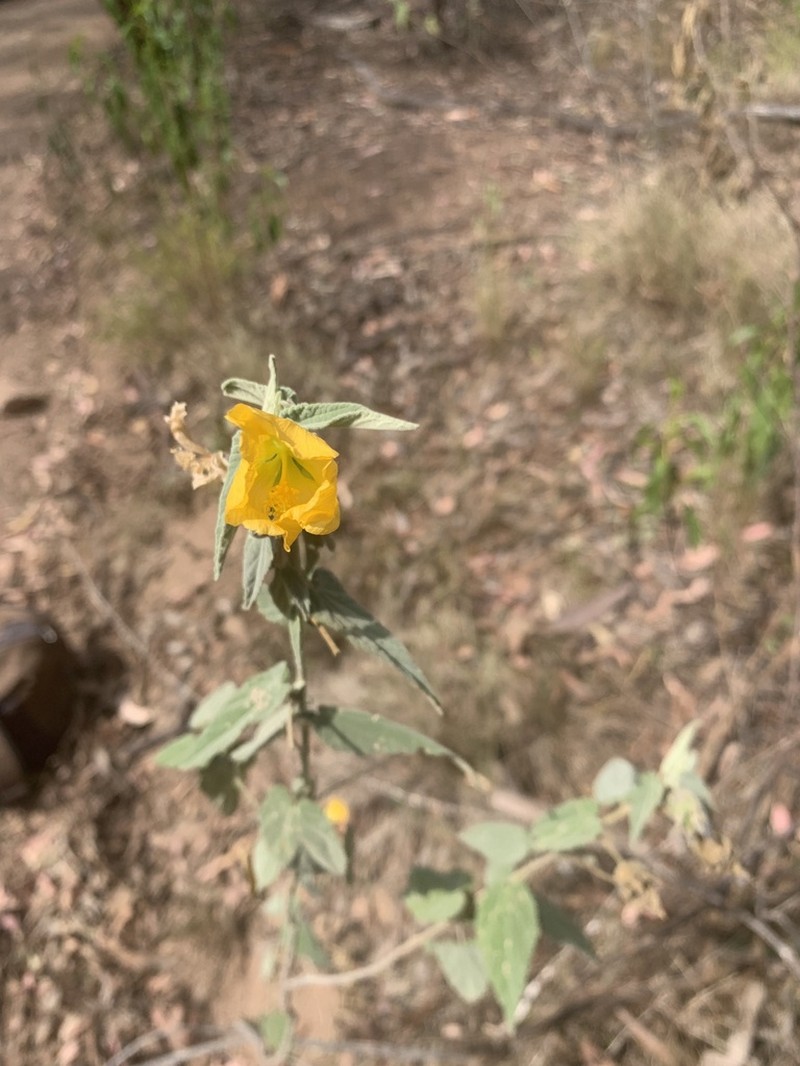 Abutilon tubulosum photo 7