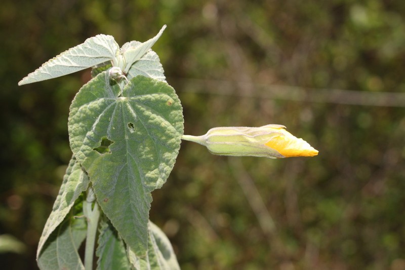 Abutilon tubulosum photo 8