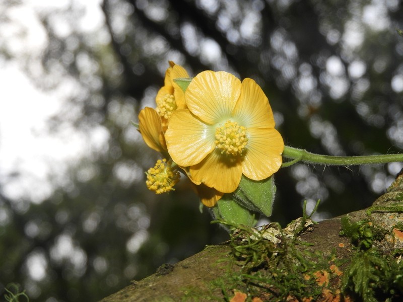 Abutilon umbelliflorum