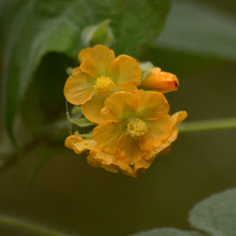 Abutilon umbelliflorum photo 2
