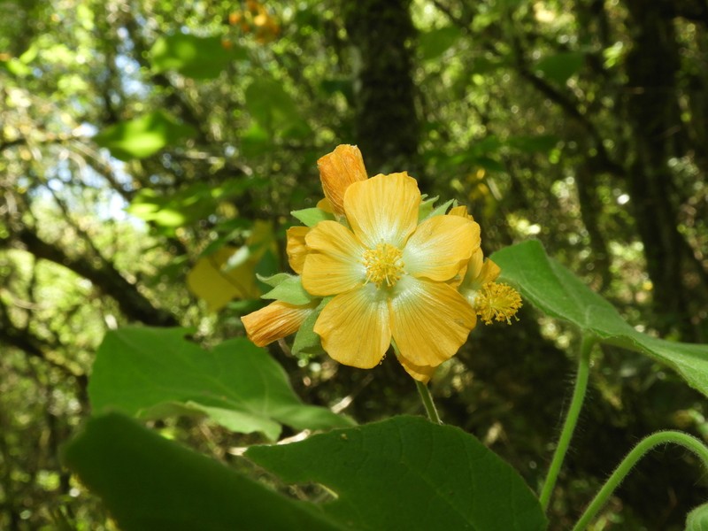 Abutilon umbelliflorum photo 3