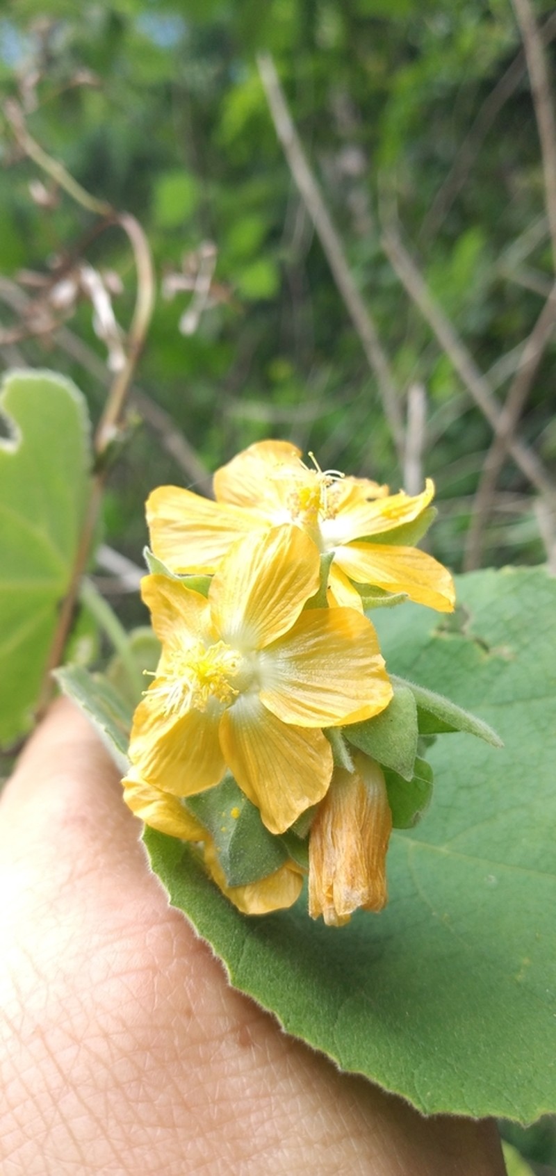 Abutilon umbelliflorum photo 4