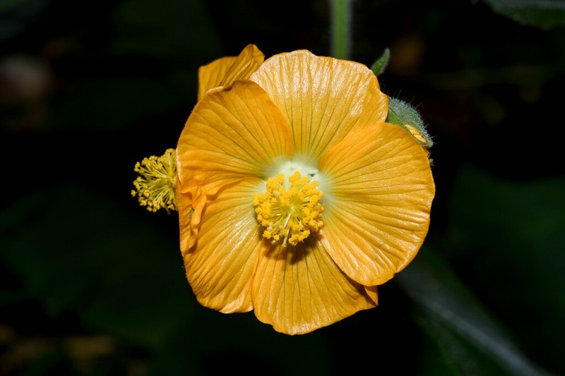 Abutilon umbelliflorum photo 5