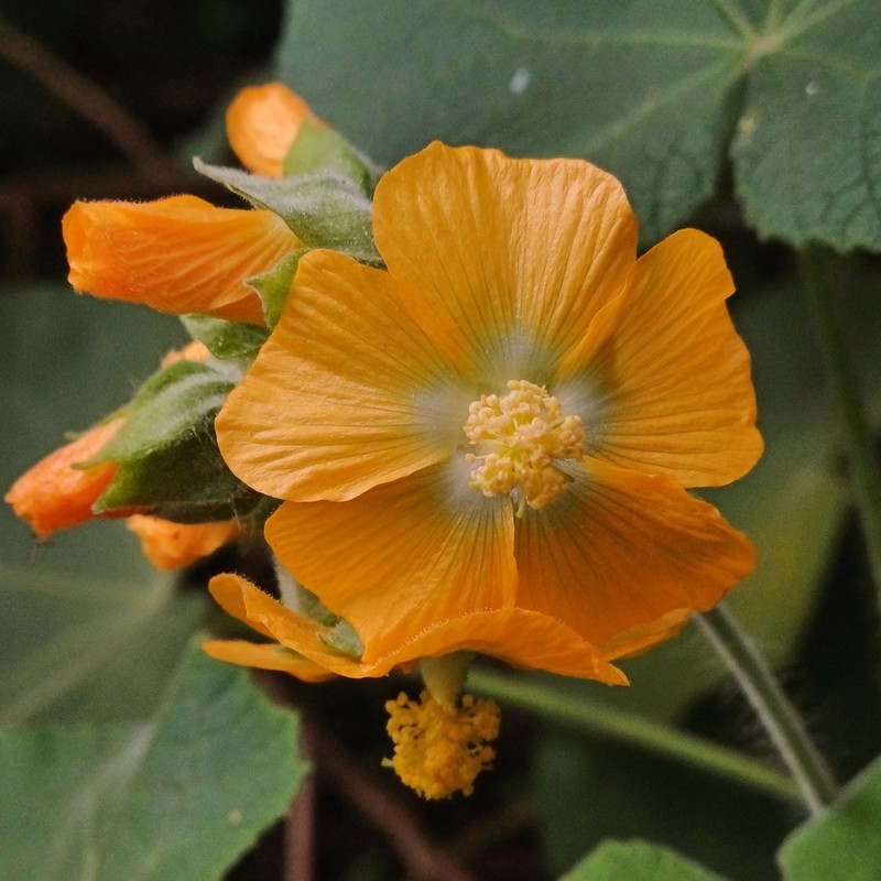 Abutilon umbelliflorum photo 6