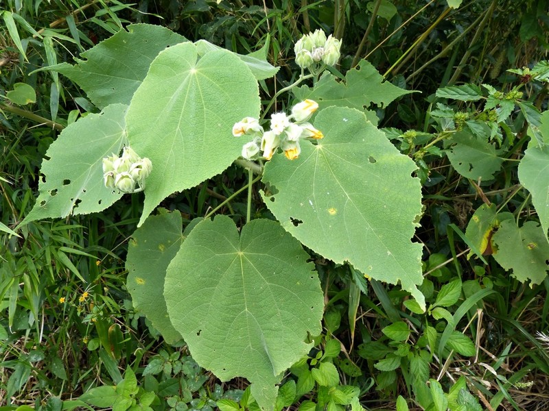 Abutilon umbelliflorum photo 7