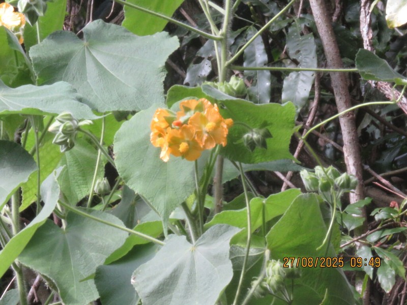 Abutilon umbelliflorum photo 8