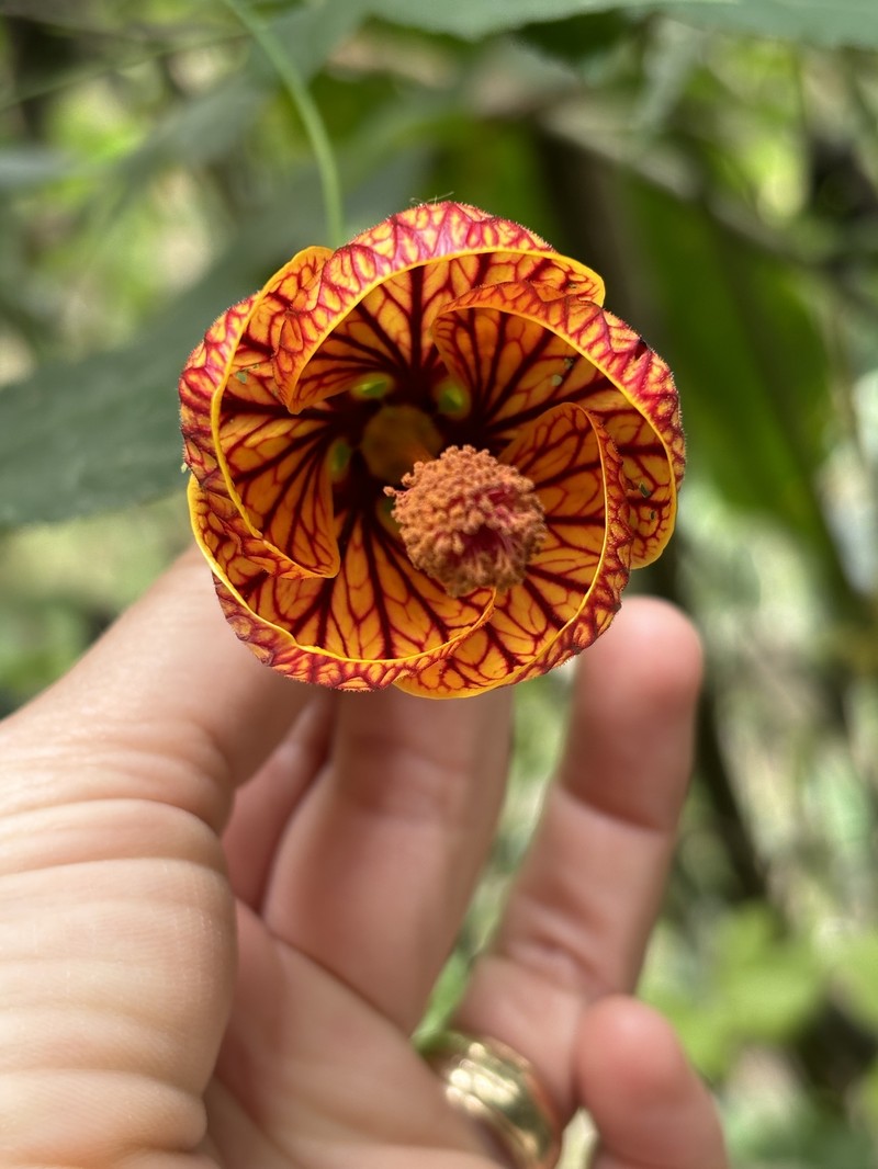 Abutilon venosum