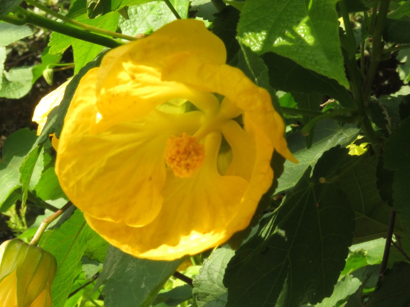 Abutilon venosum photo 2