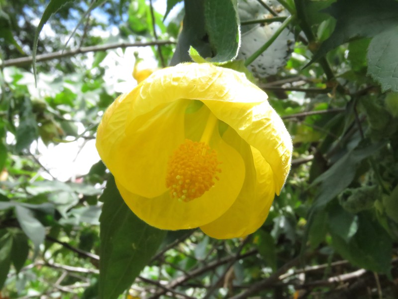 Abutilon venosum photo 4
