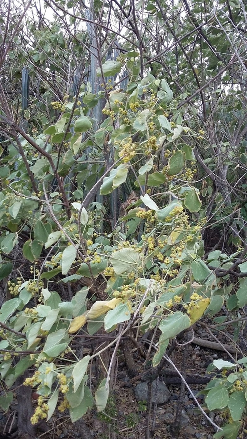 Jost Van Dyke'S Indian Mallow