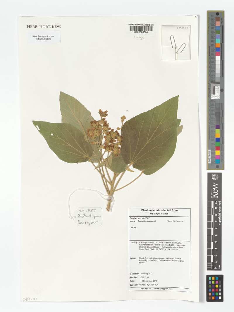 Jost Van Dyke'S Indian Mallow photo 2