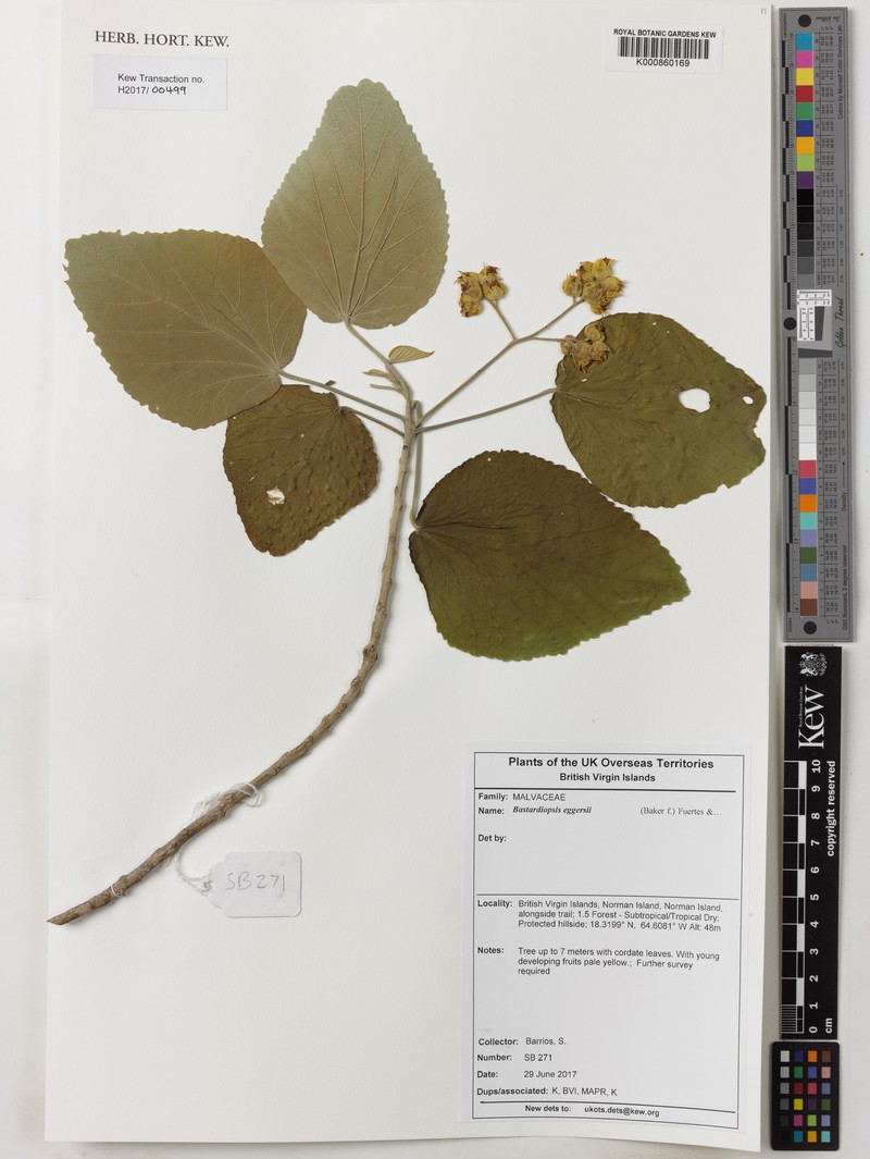 Jost Van Dyke'S Indian Mallow photo 3