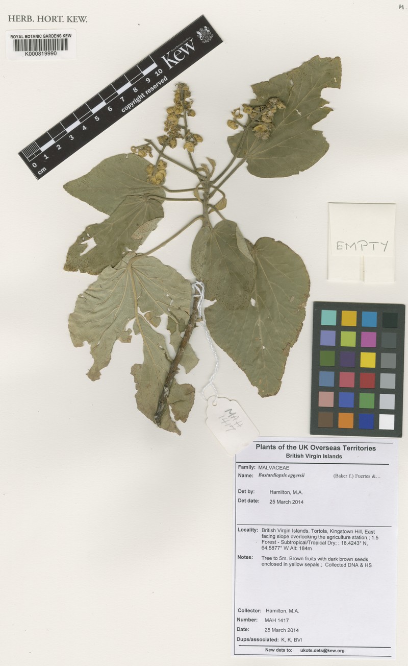 Jost Van Dyke'S Indian Mallow photo 4