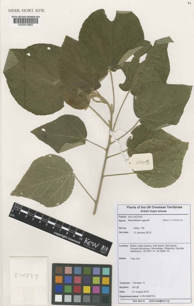 Jost Van Dyke'S Indian Mallow photo 5