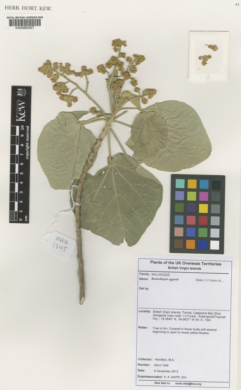 Jost Van Dyke'S Indian Mallow photo 8