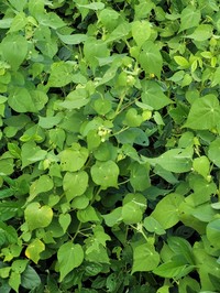 Viscid Mallow
