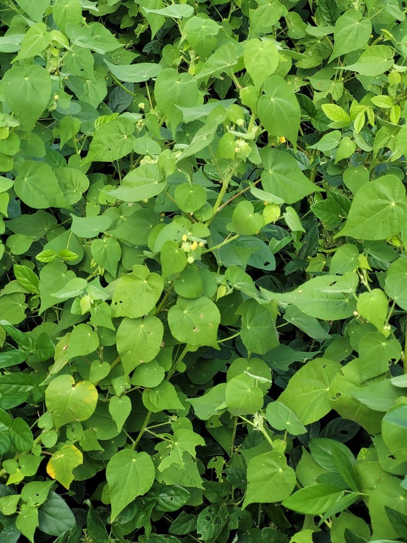 Viscid Mallow
