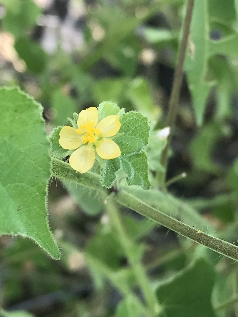 Viscid Mallow photo 2