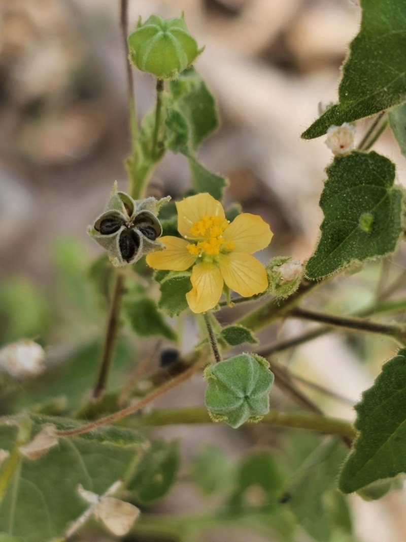 Viscid Mallow photo 3