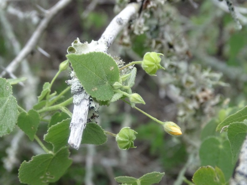 Viscid Mallow photo 4