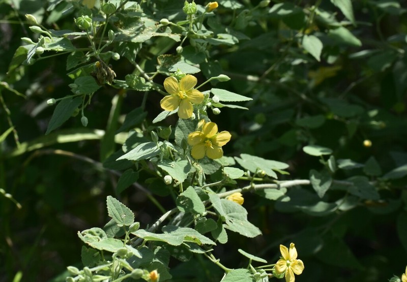 Viscid Mallow photo 5