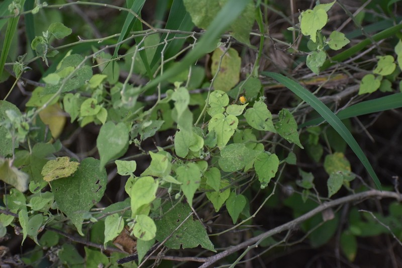 Viscid Mallow photo 6