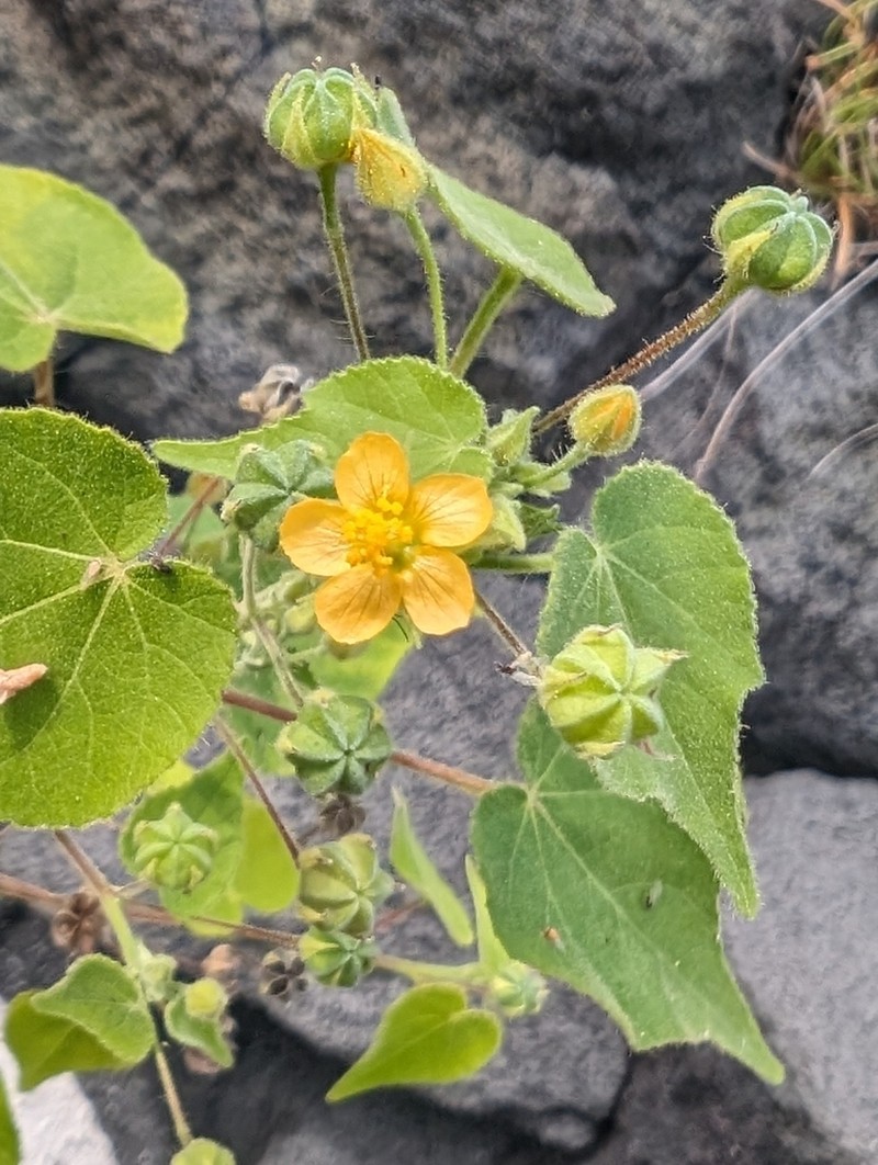 Viscid Mallow photo 7