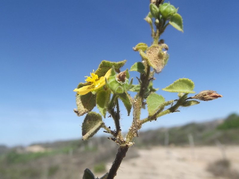 Viscid Mallow photo 8