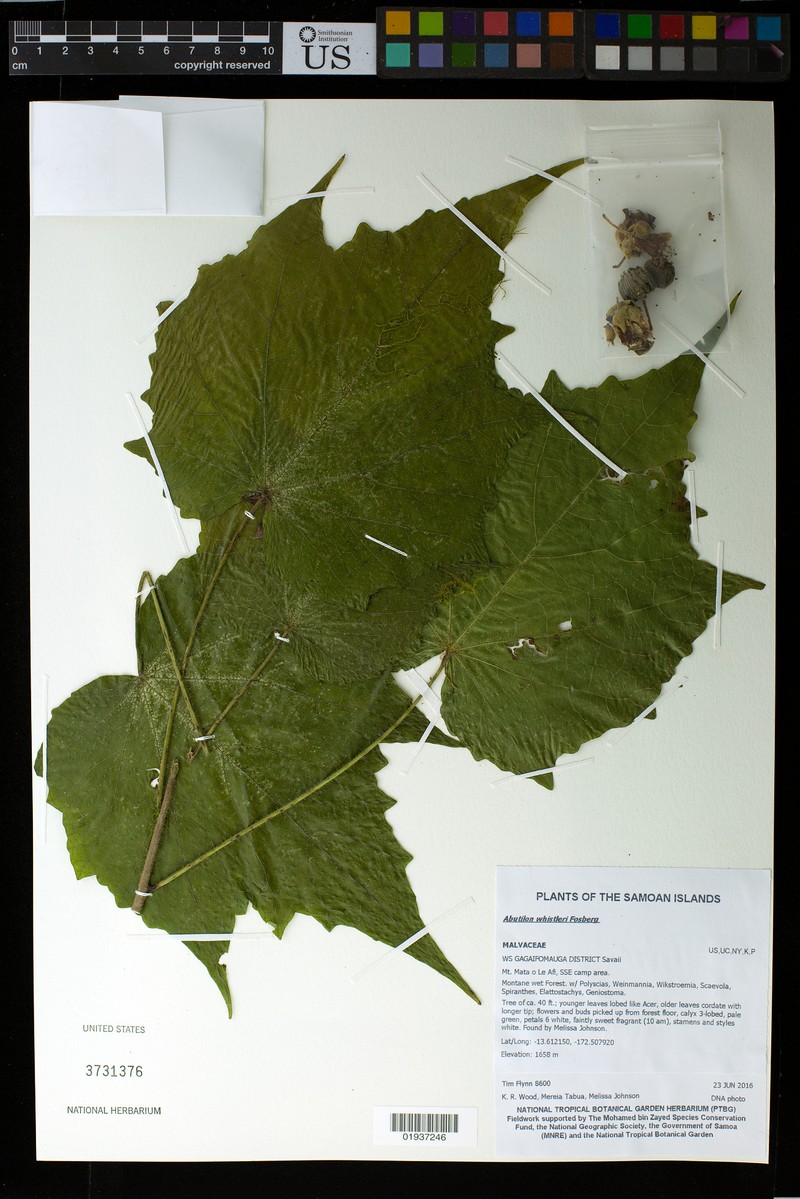 Abutilon whistleri photo 4