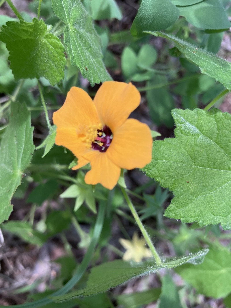 Abutilon wituense