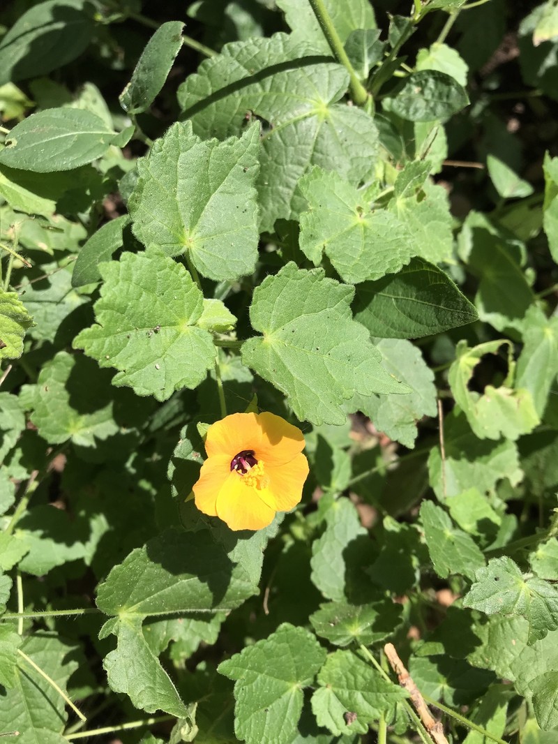 Abutilon wituense photo 2