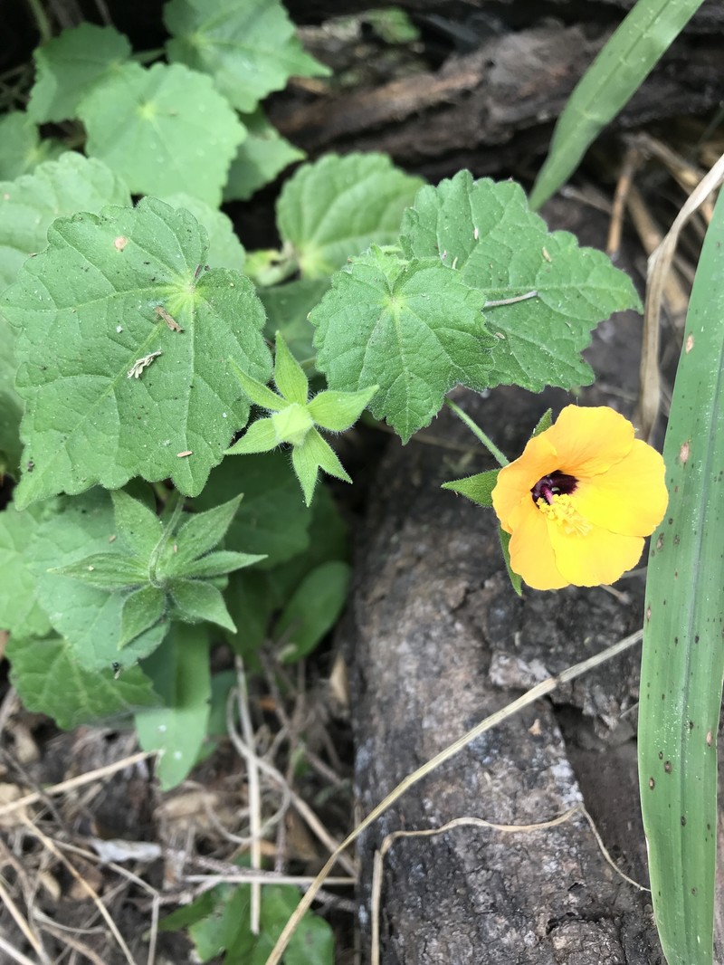 Abutilon wituense photo 3