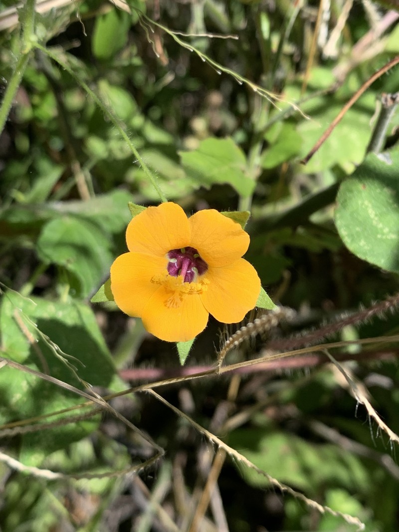 Abutilon wituense photo 4