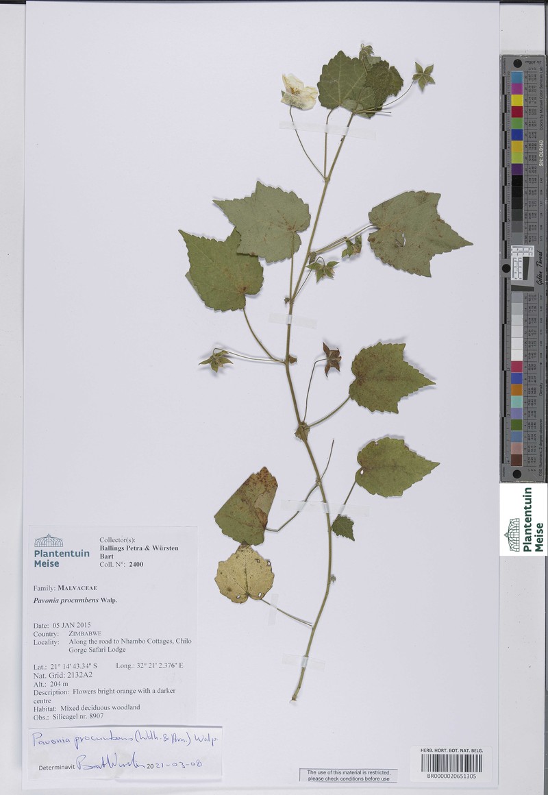 Abutilon wituense photo 5