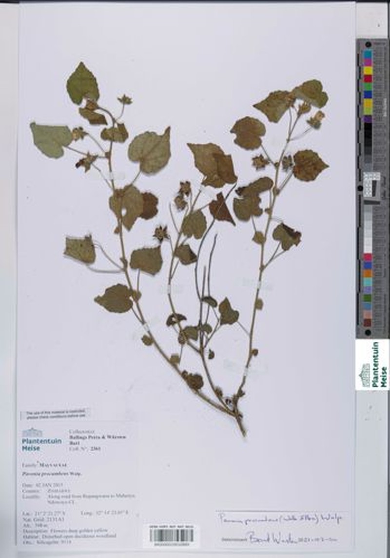 Abutilon wituense photo 6