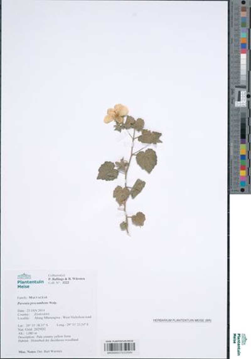 Abutilon wituense photo 7